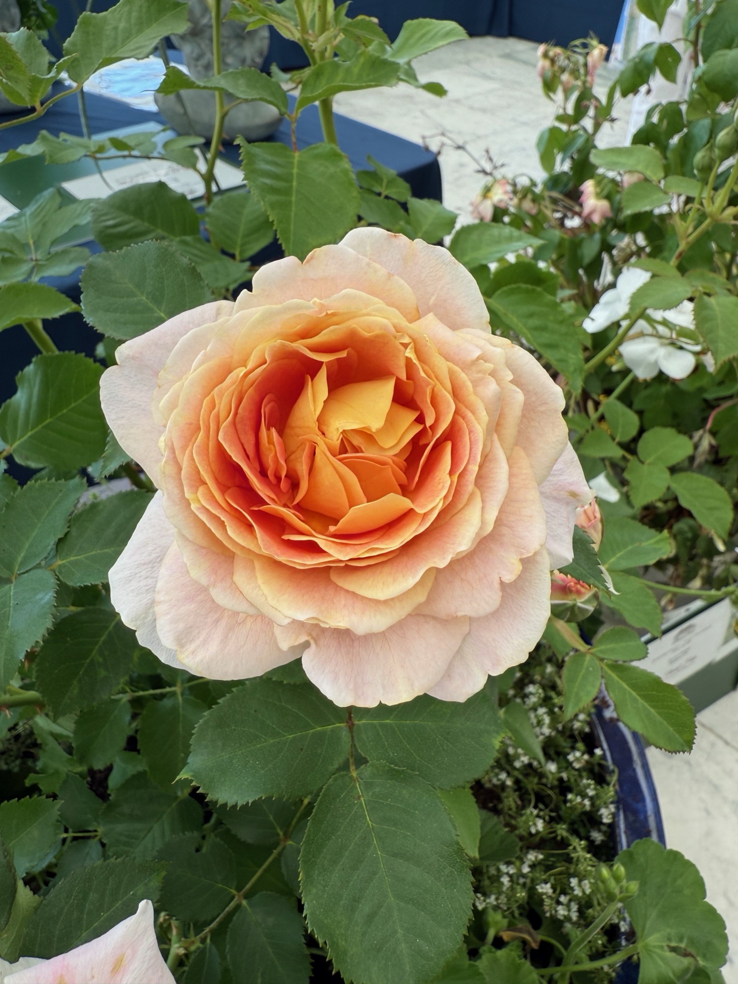 Topological landscape art